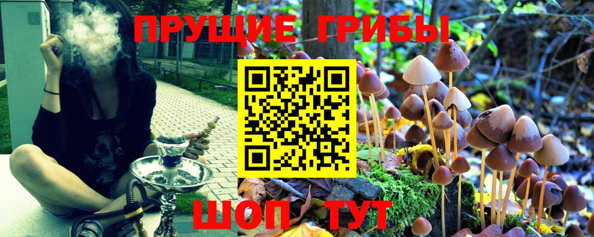 Мыски  Галлюциногенные грибы Cubensis  Вход с VPN 